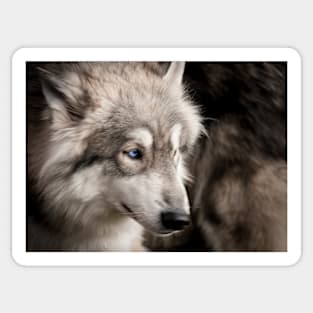 Wolf portrait closeup with bright blue eye Sticker